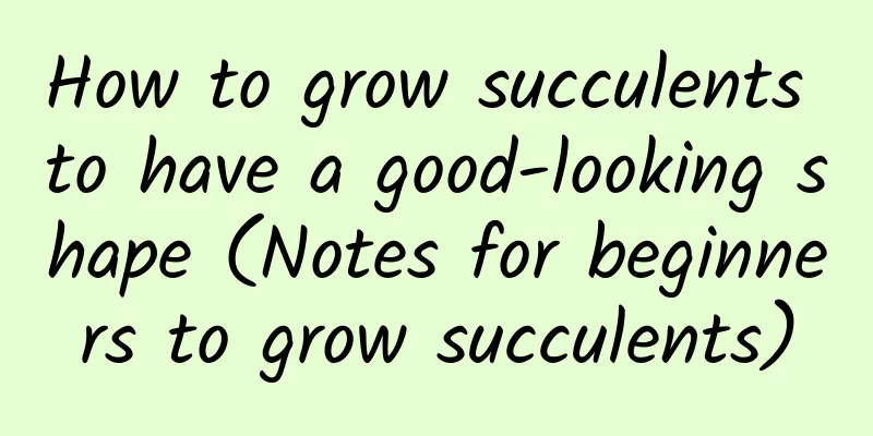 How to grow succulents to have a good-looking shape (Notes for beginners to grow succulents)