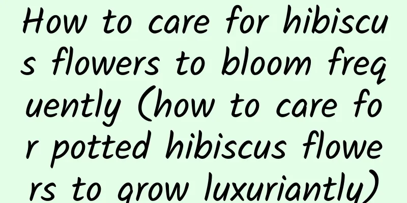 How to care for hibiscus flowers to bloom frequently (how to care for potted hibiscus flowers to grow luxuriantly)