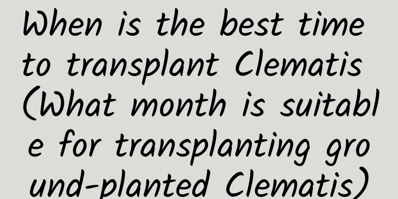 When is the best time to transplant Clematis (What month is suitable for transplanting ground-planted Clematis)