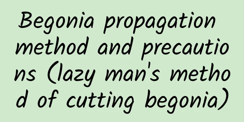 Begonia propagation method and precautions (lazy man's method of cutting begonia)