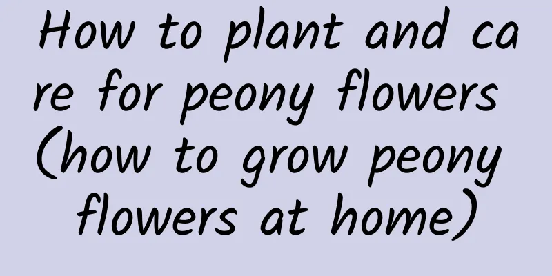 How to plant and care for peony flowers (how to grow peony flowers at home)