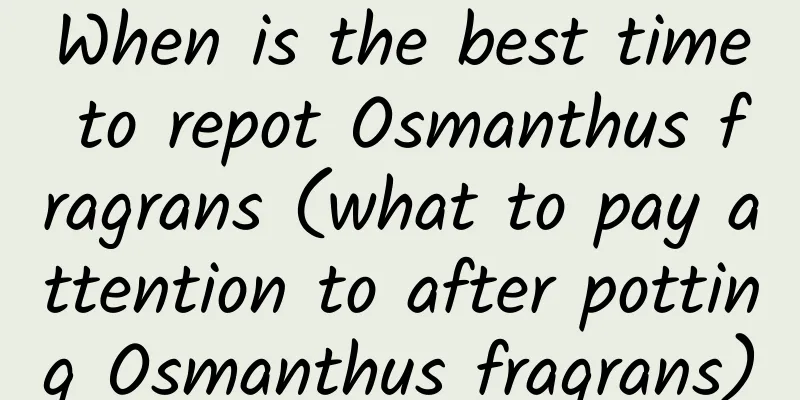 When is the best time to repot Osmanthus fragrans (what to pay attention to after potting Osmanthus fragrans)
