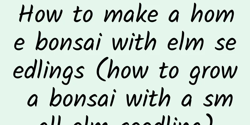 How to make a home bonsai with elm seedlings (how to grow a bonsai with a small elm seedling)