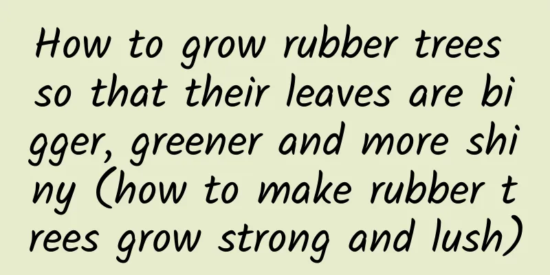 How to grow rubber trees so that their leaves are bigger, greener and more shiny (how to make rubber trees grow strong and lush)