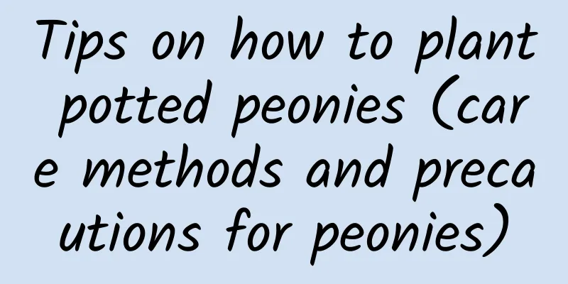 Tips on how to plant potted peonies (care methods and precautions for peonies)