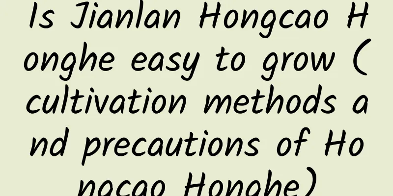 Is Jianlan Hongcao Honghe easy to grow (cultivation methods and precautions of Hongcao Honghe)