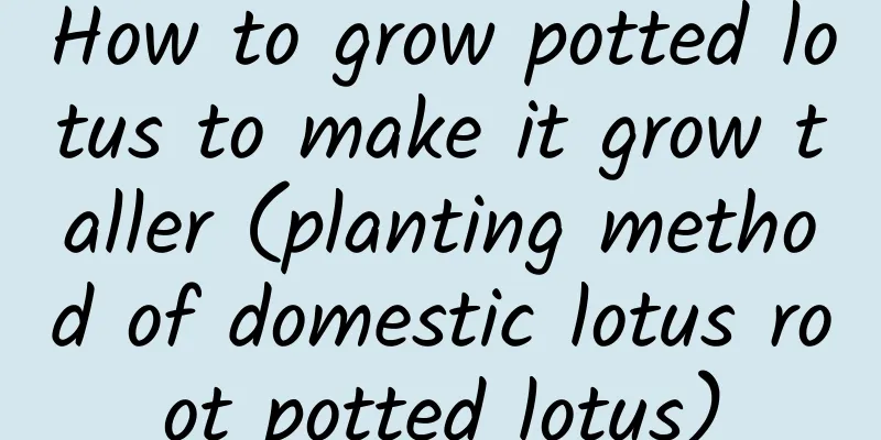 How to grow potted lotus to make it grow taller (planting method of domestic lotus root potted lotus)