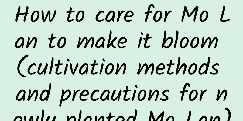 How to care for Mo Lan to make it bloom (cultivation methods and precautions for newly planted Mo Lan)