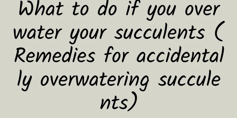 What to do if you overwater your succulents (Remedies for accidentally overwatering succulents)
