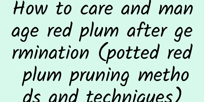 How to care and manage red plum after germination (potted red plum pruning methods and techniques)
