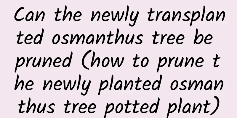 Can the newly transplanted osmanthus tree be pruned (how to prune the newly planted osmanthus tree potted plant)