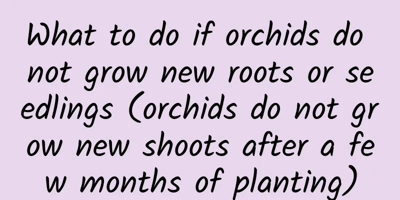 What to do if orchids do not grow new roots or seedlings (orchids do not grow new shoots after a few months of planting)