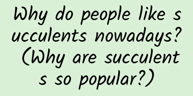 Why do people like succulents nowadays? (Why are succulents so popular?)