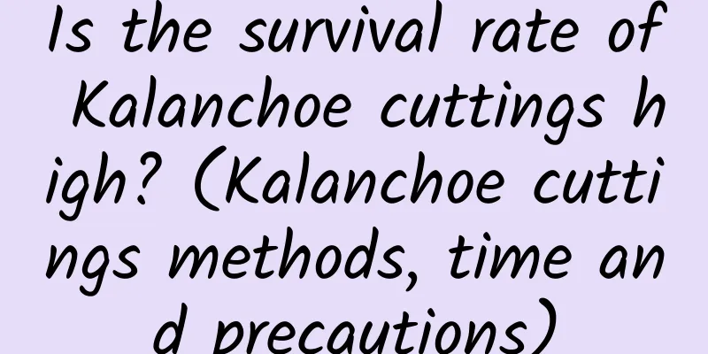 Is the survival rate of Kalanchoe cuttings high? (Kalanchoe cuttings methods, time and precautions)