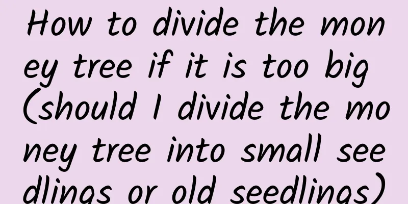 How to divide the money tree if it is too big (should I divide the money tree into small seedlings or old seedlings)