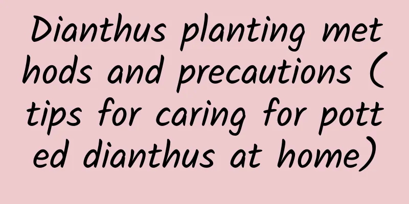 Dianthus planting methods and precautions (tips for caring for potted dianthus at home)
