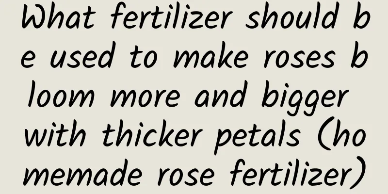 What fertilizer should be used to make roses bloom more and bigger with thicker petals (homemade rose fertilizer)