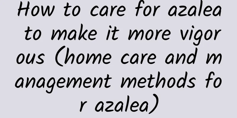 How to care for azalea to make it more vigorous (home care and management methods for azalea)