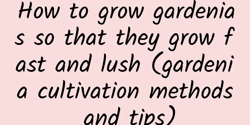 How to grow gardenias so that they grow fast and lush (gardenia cultivation methods and tips)