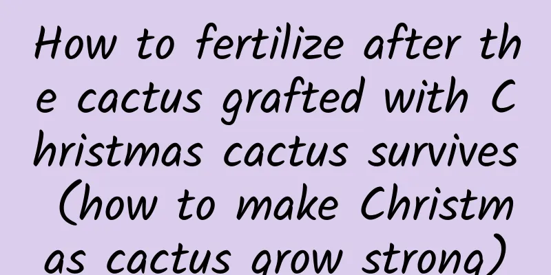 How to fertilize after the cactus grafted with Christmas cactus survives (how to make Christmas cactus grow strong)