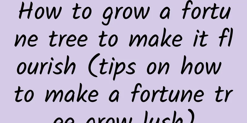 How to grow a fortune tree to make it flourish (tips on how to make a fortune tree grow lush)