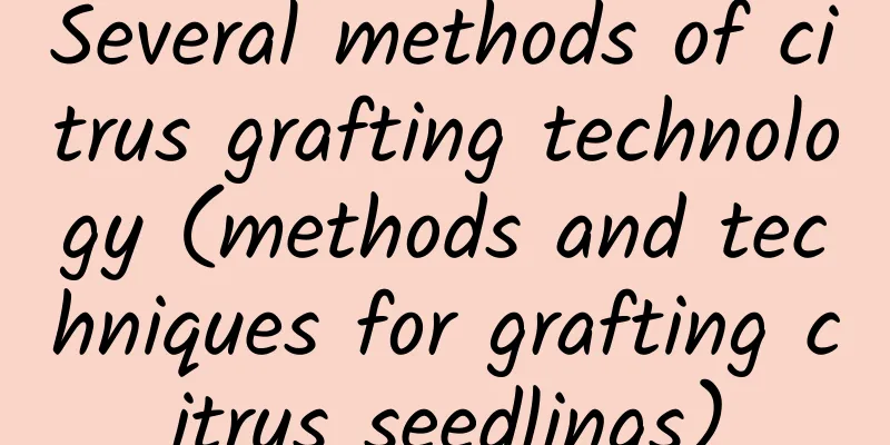 Several methods of citrus grafting technology (methods and techniques for grafting citrus seedlings)