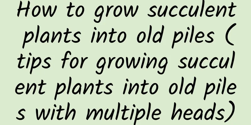 How to grow succulent plants into old piles (tips for growing succulent plants into old piles with multiple heads)