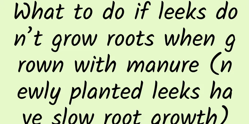 What to do if leeks don’t grow roots when grown with manure (newly planted leeks have slow root growth)