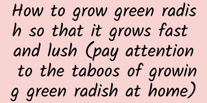 How to grow green radish so that it grows fast and lush (pay attention to the taboos of growing green radish at home)