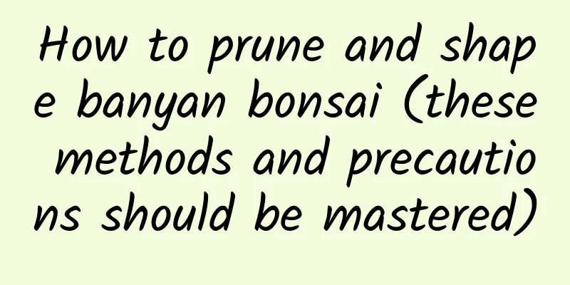 How to prune and shape banyan bonsai (these methods and precautions should be mastered)