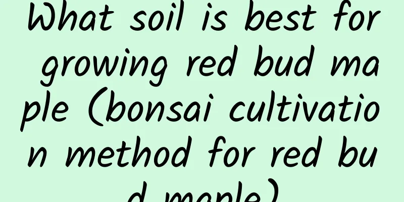 What soil is best for growing red bud maple (bonsai cultivation method for red bud maple)
