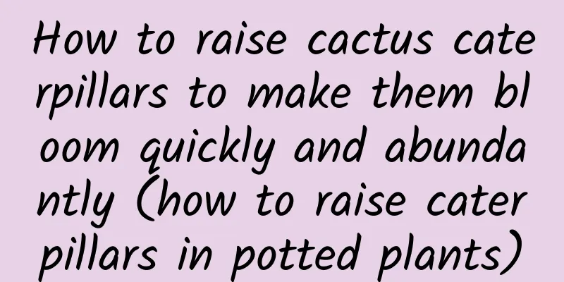 How to raise cactus caterpillars to make them bloom quickly and abundantly (how to raise caterpillars in potted plants)