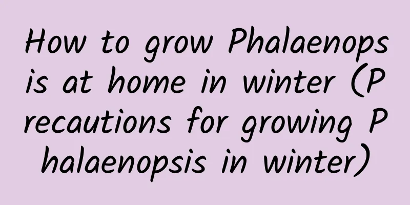 How to grow Phalaenopsis at home in winter (Precautions for growing Phalaenopsis in winter)