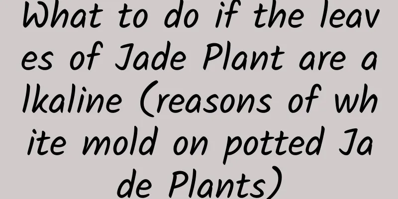 What to do if the leaves of Jade Plant are alkaline (reasons of white mold on potted Jade Plants)