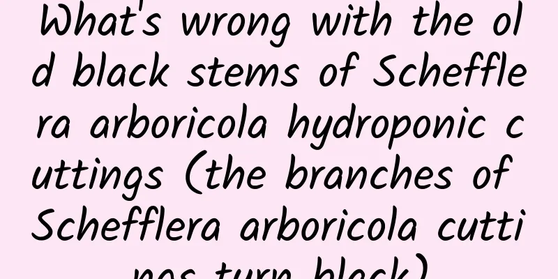 What's wrong with the old black stems of Schefflera arboricola hydroponic cuttings (the branches of Schefflera arboricola cuttings turn black)