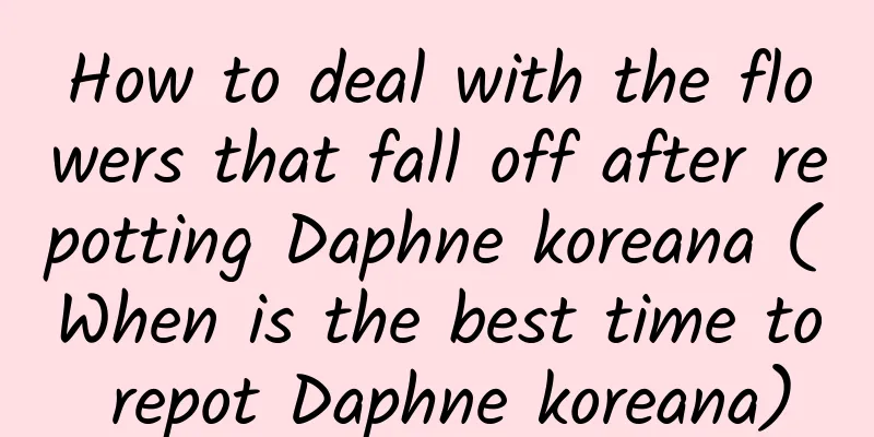 How to deal with the flowers that fall off after repotting Daphne koreana (When is the best time to repot Daphne koreana)