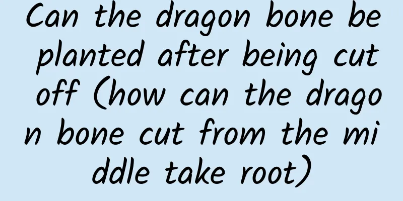 Can the dragon bone be planted after being cut off (how can the dragon bone cut from the middle take root)