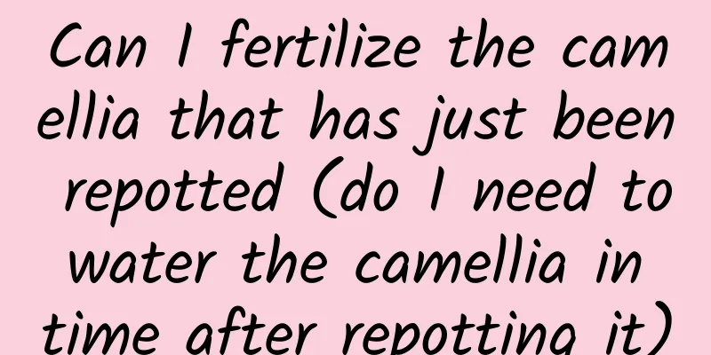 Can I fertilize the camellia that has just been repotted (do I need to water the camellia in time after repotting it)