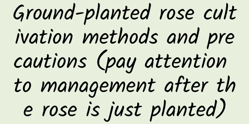 Ground-planted rose cultivation methods and precautions (pay attention to management after the rose is just planted)