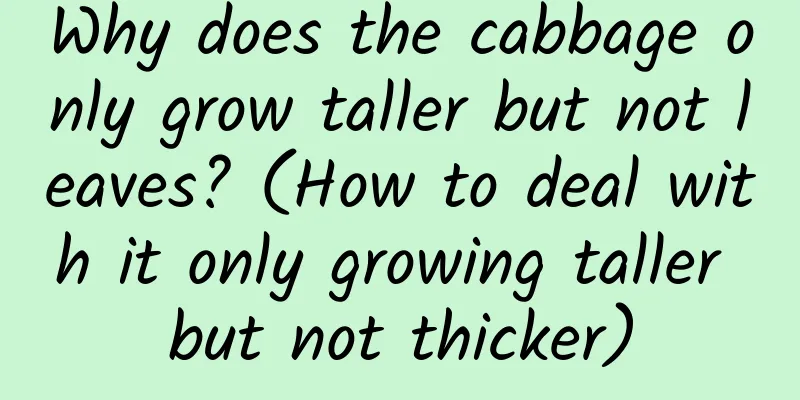 Why does the cabbage only grow taller but not leaves? (How to deal with it only growing taller but not thicker)
