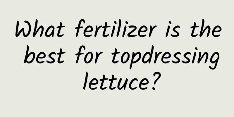 What fertilizer is the best for topdressing lettuce?