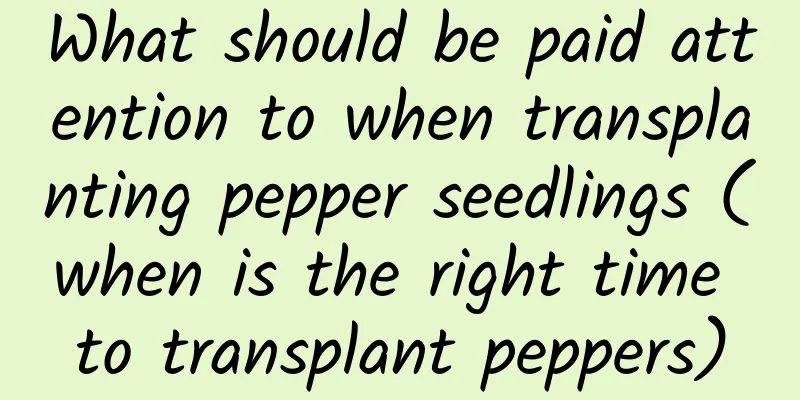 What should be paid attention to when transplanting pepper seedlings (when is the right time to transplant peppers)