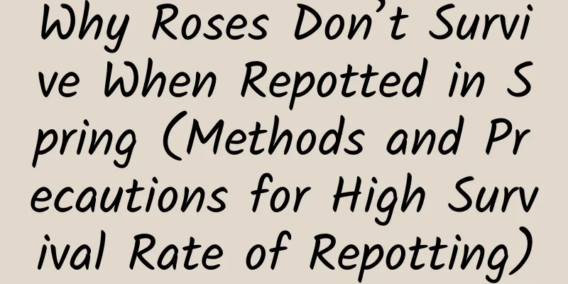 Why Roses Don’t Survive When Repotted in Spring (Methods and Precautions for High Survival Rate of Repotting)