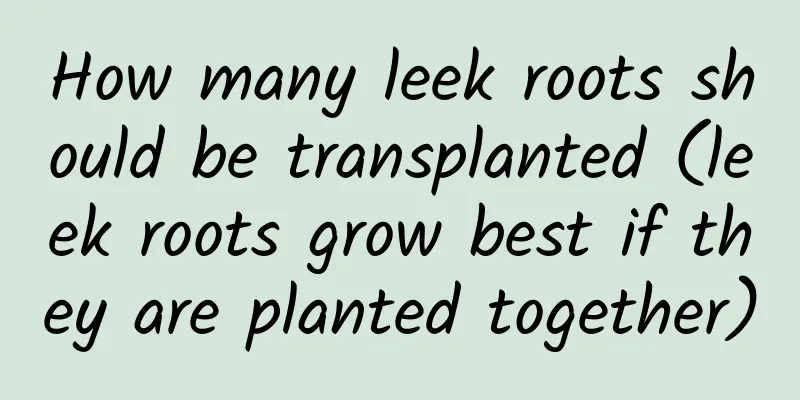 How many leek roots should be transplanted (leek roots grow best if they are planted together)