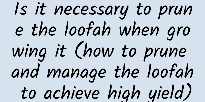Is it necessary to prune the loofah when growing it (how to prune and manage the loofah to achieve high yield)