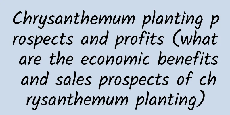 Chrysanthemum planting prospects and profits (what are the economic benefits and sales prospects of chrysanthemum planting)