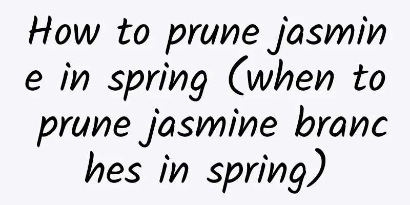 How to prune jasmine in spring (when to prune jasmine branches in spring)