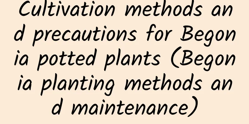 Cultivation methods and precautions for Begonia potted plants (Begonia planting methods and maintenance)