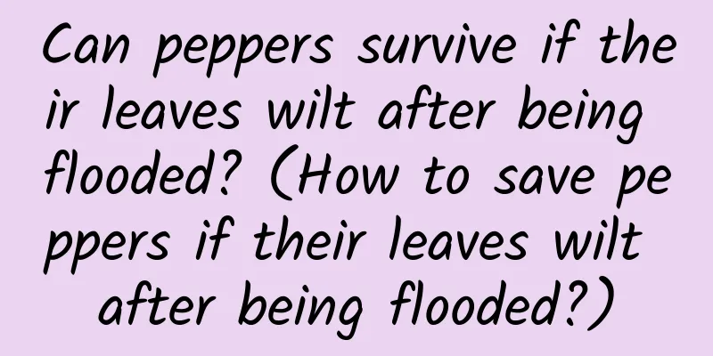 Can peppers survive if their leaves wilt after being flooded? (How to save peppers if their leaves wilt after being flooded?)