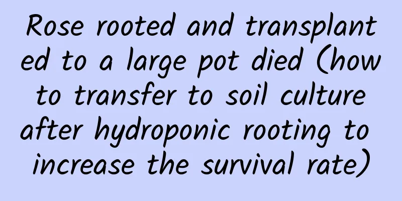 Rose rooted and transplanted to a large pot died (how to transfer to soil culture after hydroponic rooting to increase the survival rate)